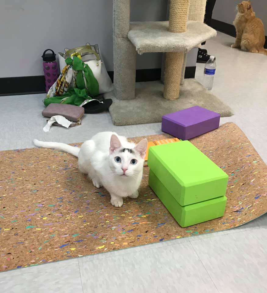 Cat Nook Cafe Yoga With Cats Delaware County